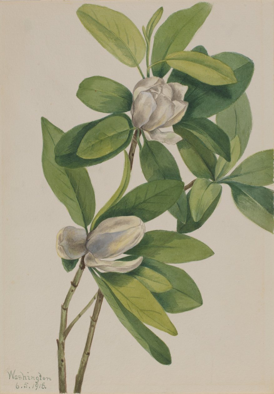 Träskmagnolia (Magnolia virginiana) av Mary Vaux Walcott