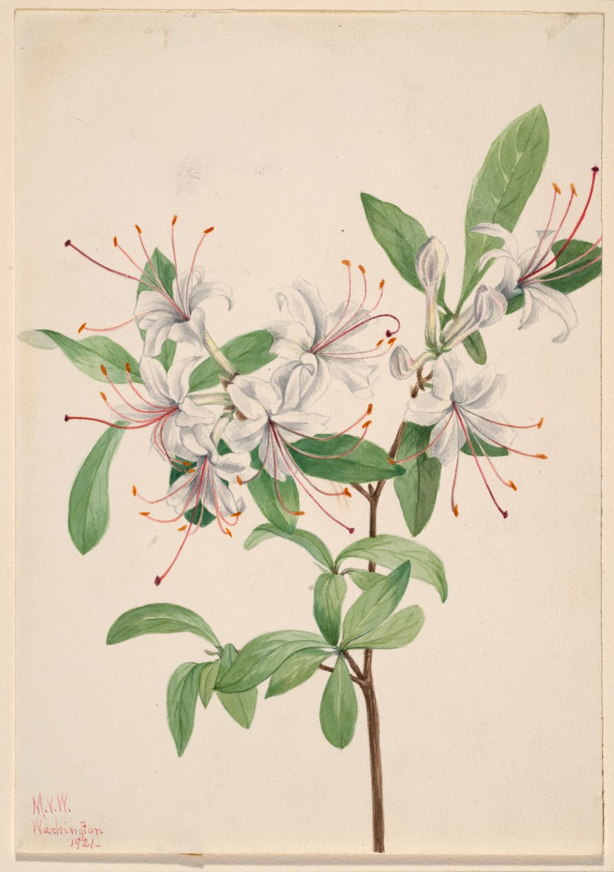 Söt azalea (Azalea arborescens) av Mary Vaux Walcott