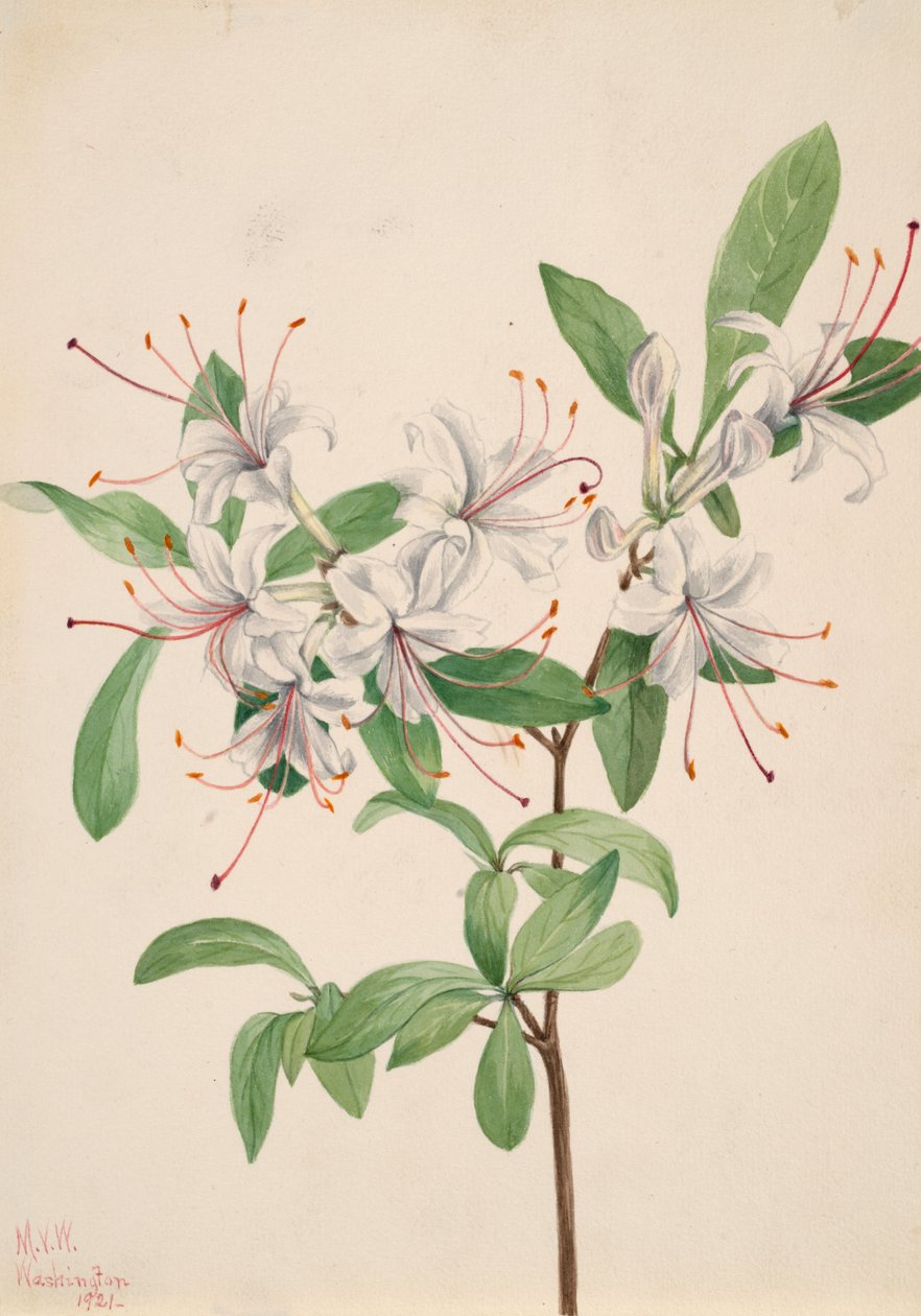 Söta Azalea Azalea arborescens, 1921. av Mary Vaux Walcott
