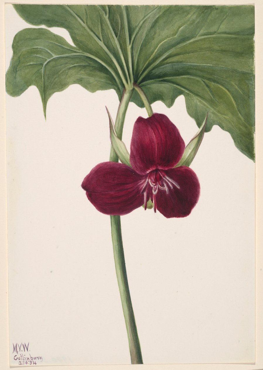 Söt trillium (Trillium vasyi) av Mary Vaux Walcott