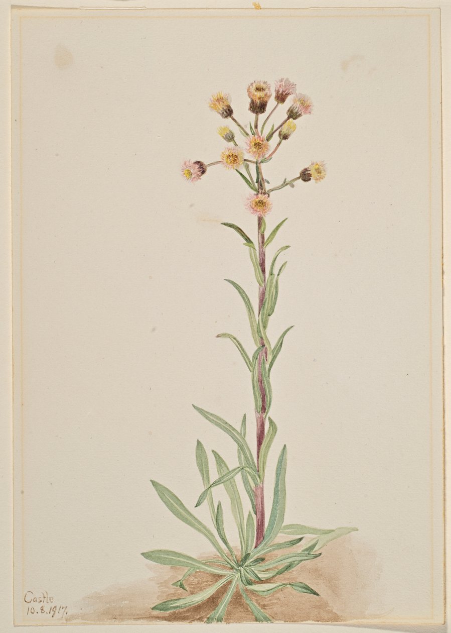 Hög flädervänderot (Erigeron acris) av Mary Vaux Walcott