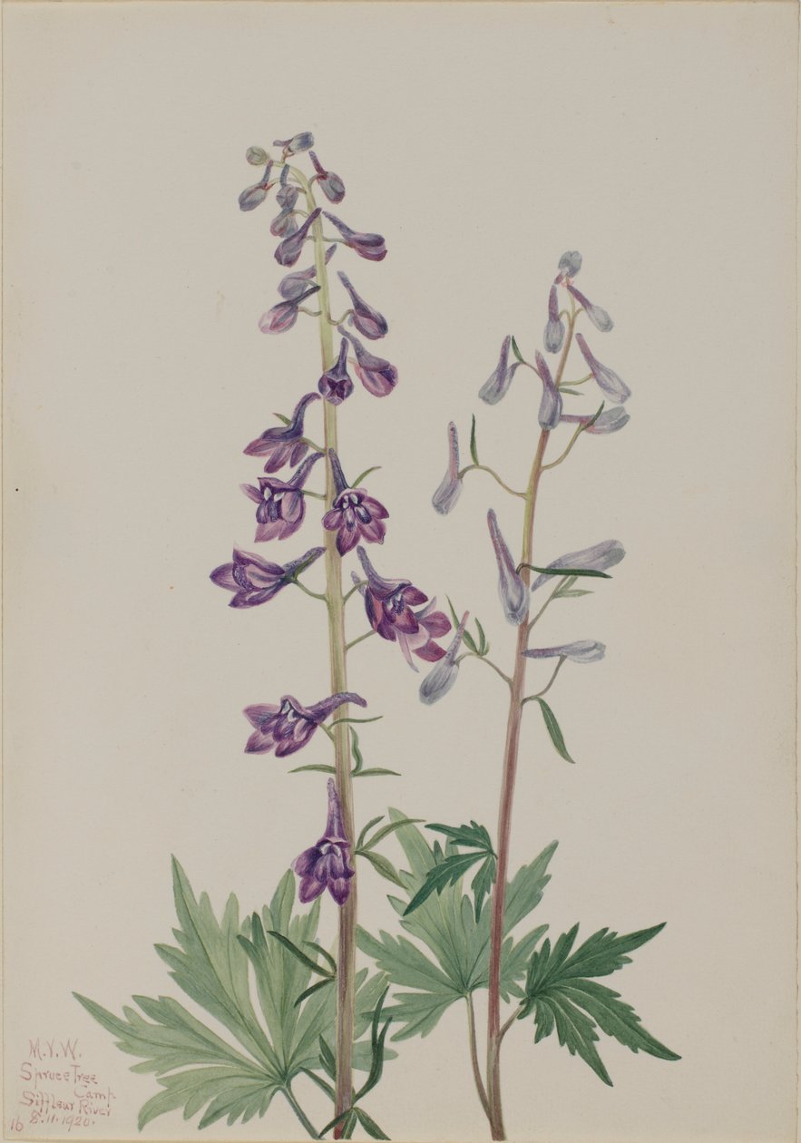 Hög lärkspirea (Delphinium elongatum) av Mary Vaux Walcott