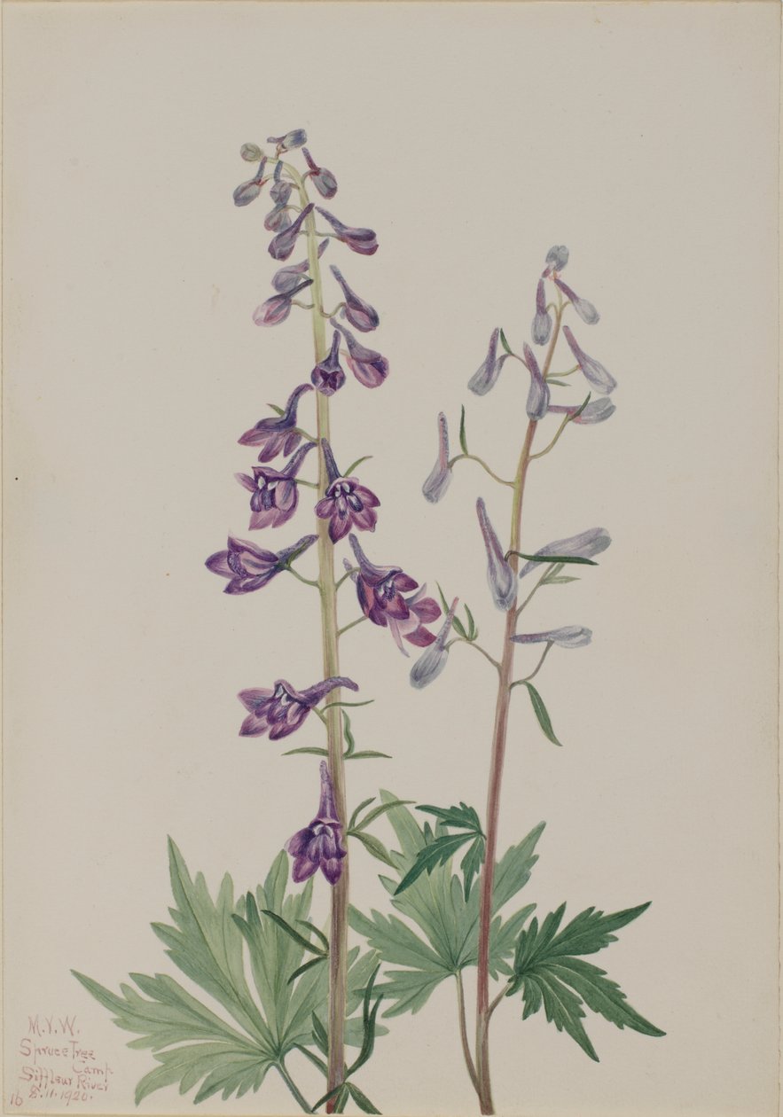 Hög larksporre Delphinium elongatum, 1920. av Mary Vaux Walcott