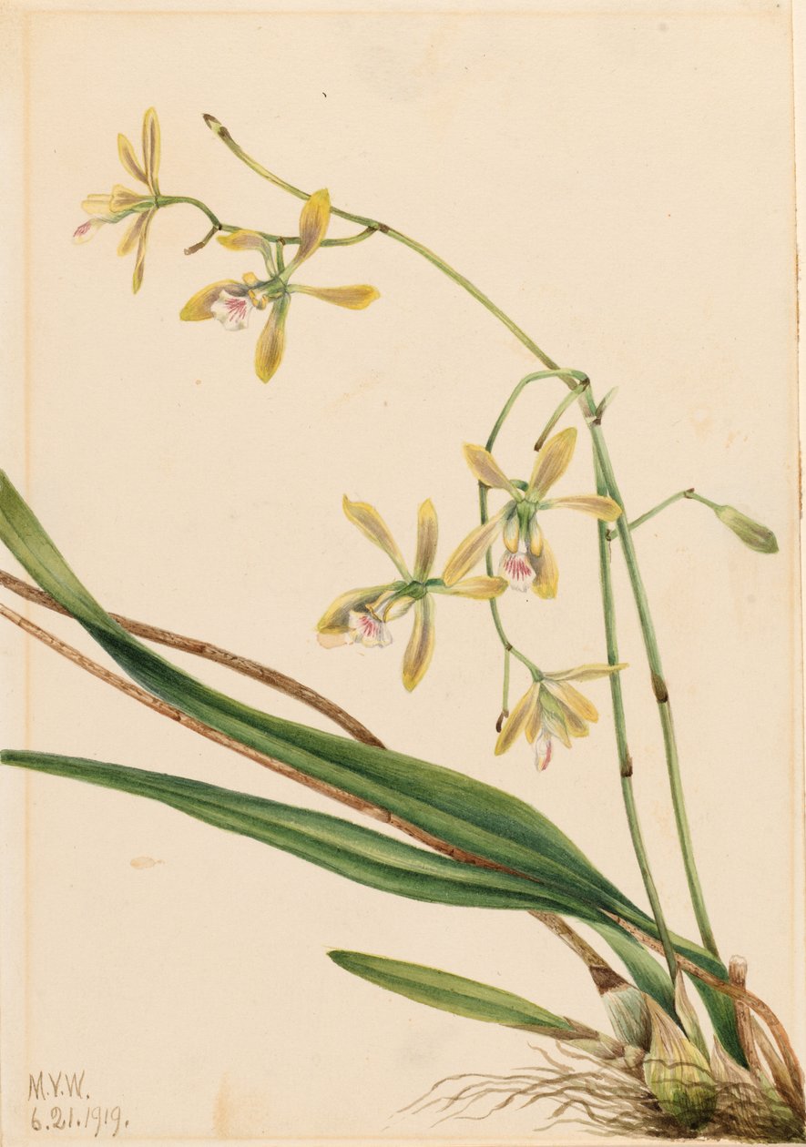 Tampa Epidendrum (Epidendrum tampense) av Mary Vaux Walcott