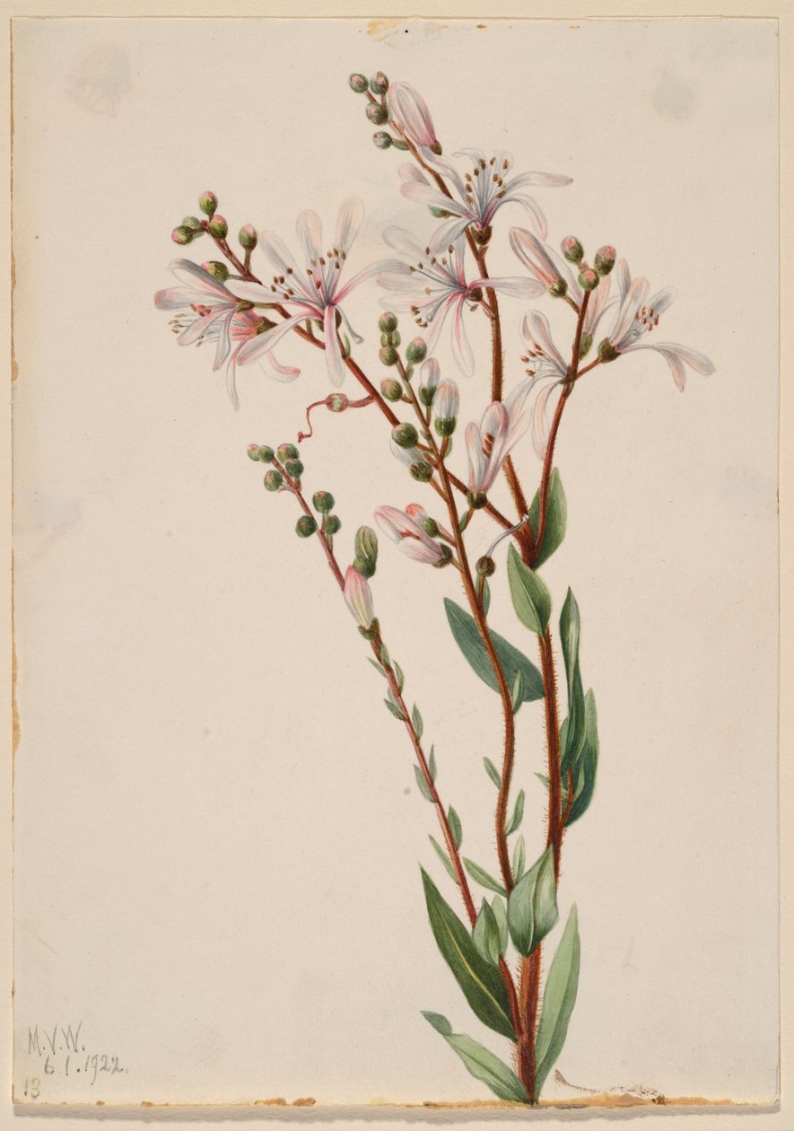 Tjärblomster (Befaria racemosa) av Mary Vaux Walcott