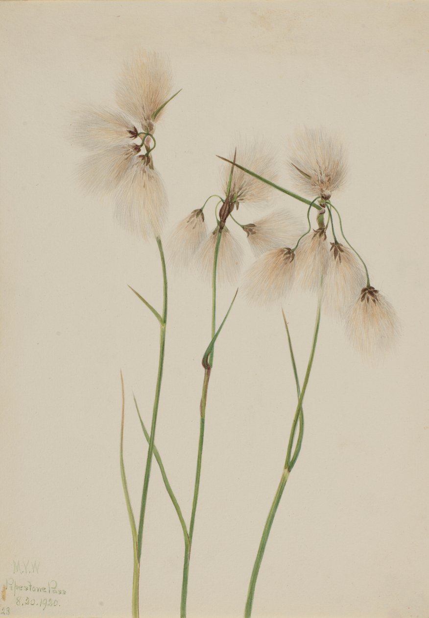 Tofsigt bomullsgräs (Eriophorum angustifolium) av Mary Vaux Walcott