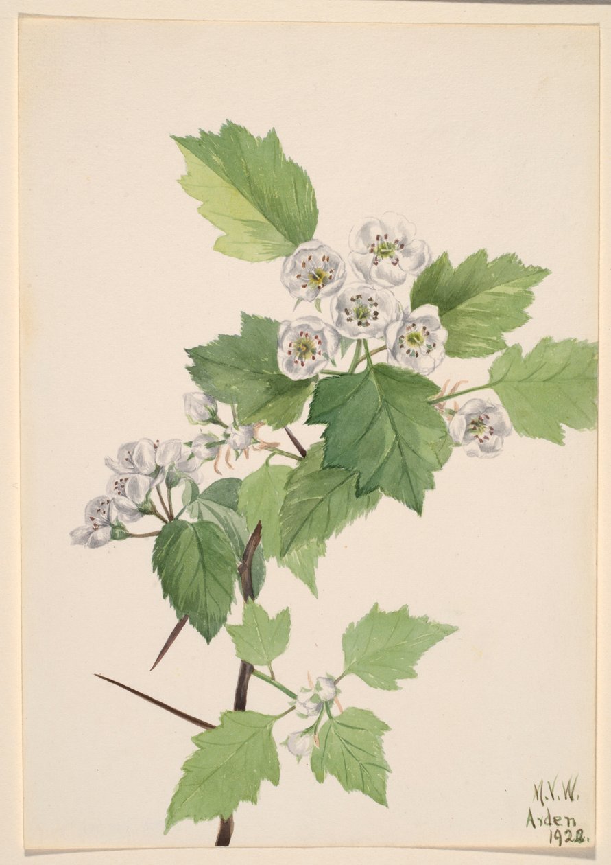 Hagtorn i buskage (Crataegus coccinea) av Mary Vaux Walcott
