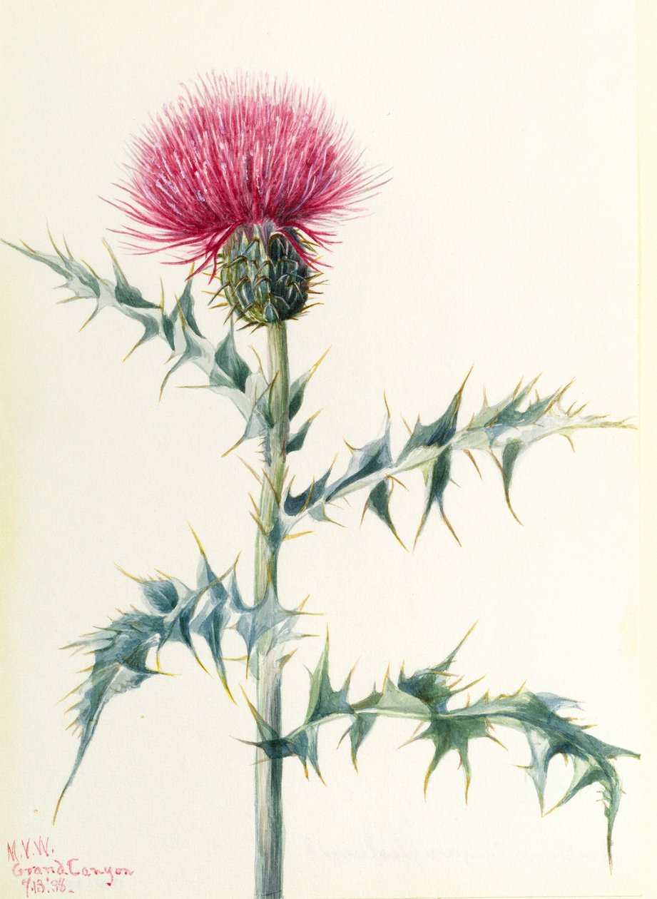 Tistel (Cirsium arizonica) av Mary Vaux Walcott