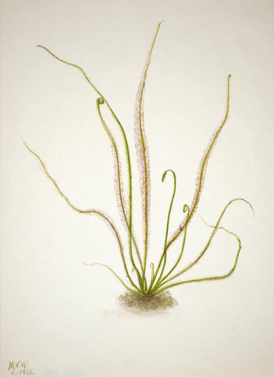 Trådbladssoldagg Drosera rotundifolia, 1933. av Mary Vaux Walcott