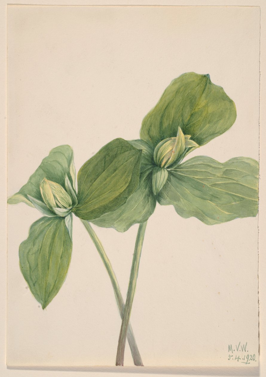 Trillium med larv (Trillium sessile) av Mary Vaux Walcott