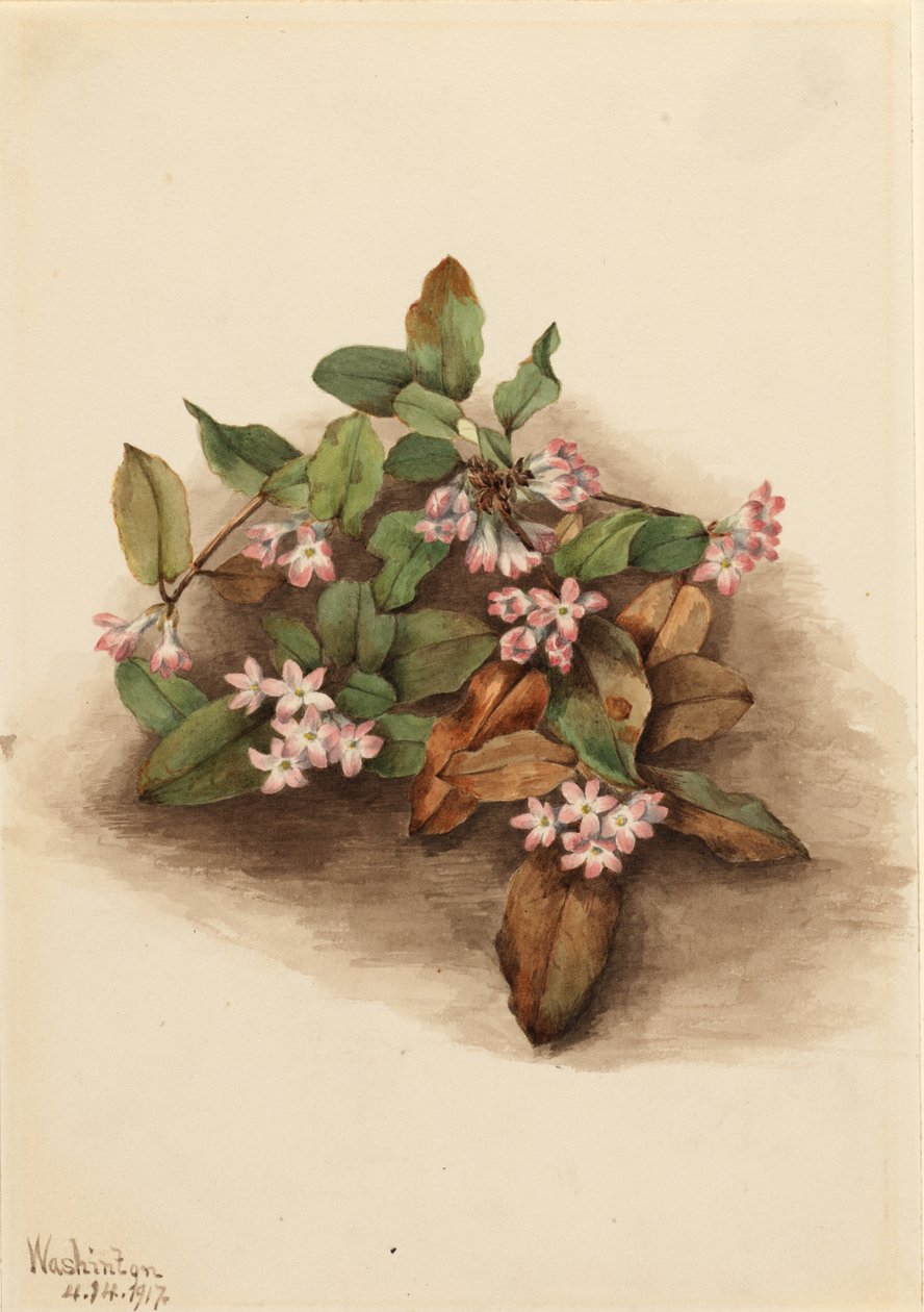 Efterföljande Arbutus (Epigaea repens) av Mary Vaux Walcott