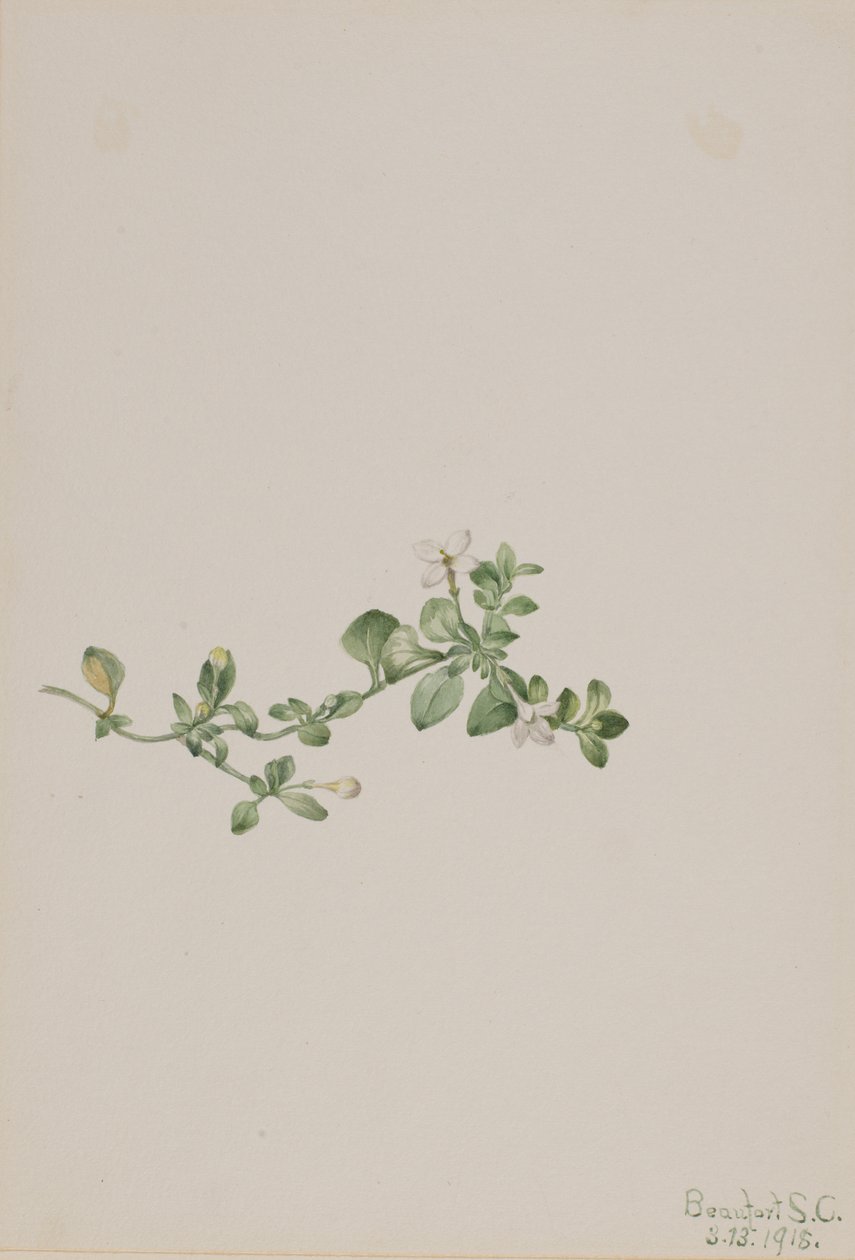 Efterföljande Houstonia Houstonia procumbens, 1918. av Mary Vaux Walcott