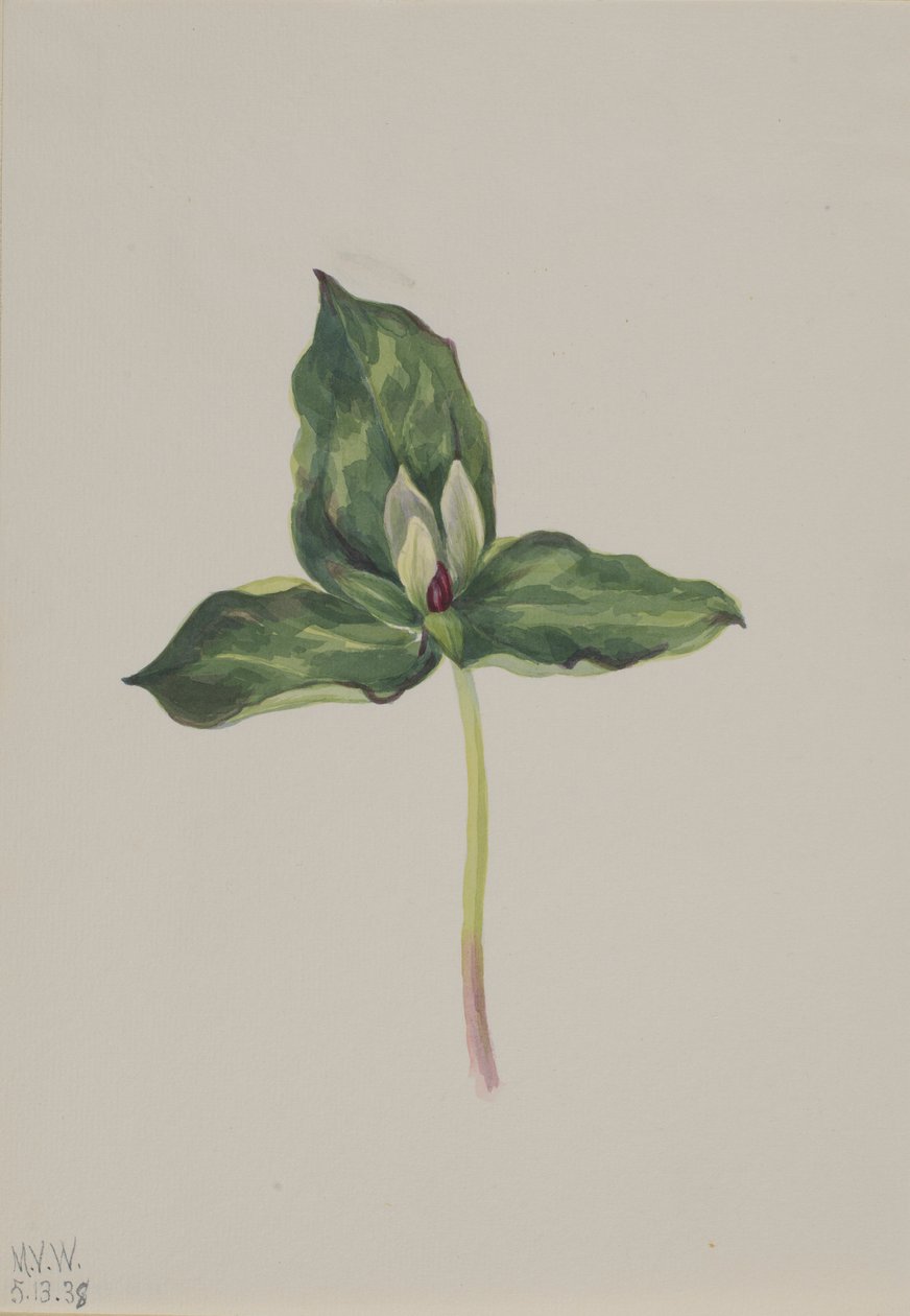 Trillium olikfärgad av Mary Vaux Walcott
