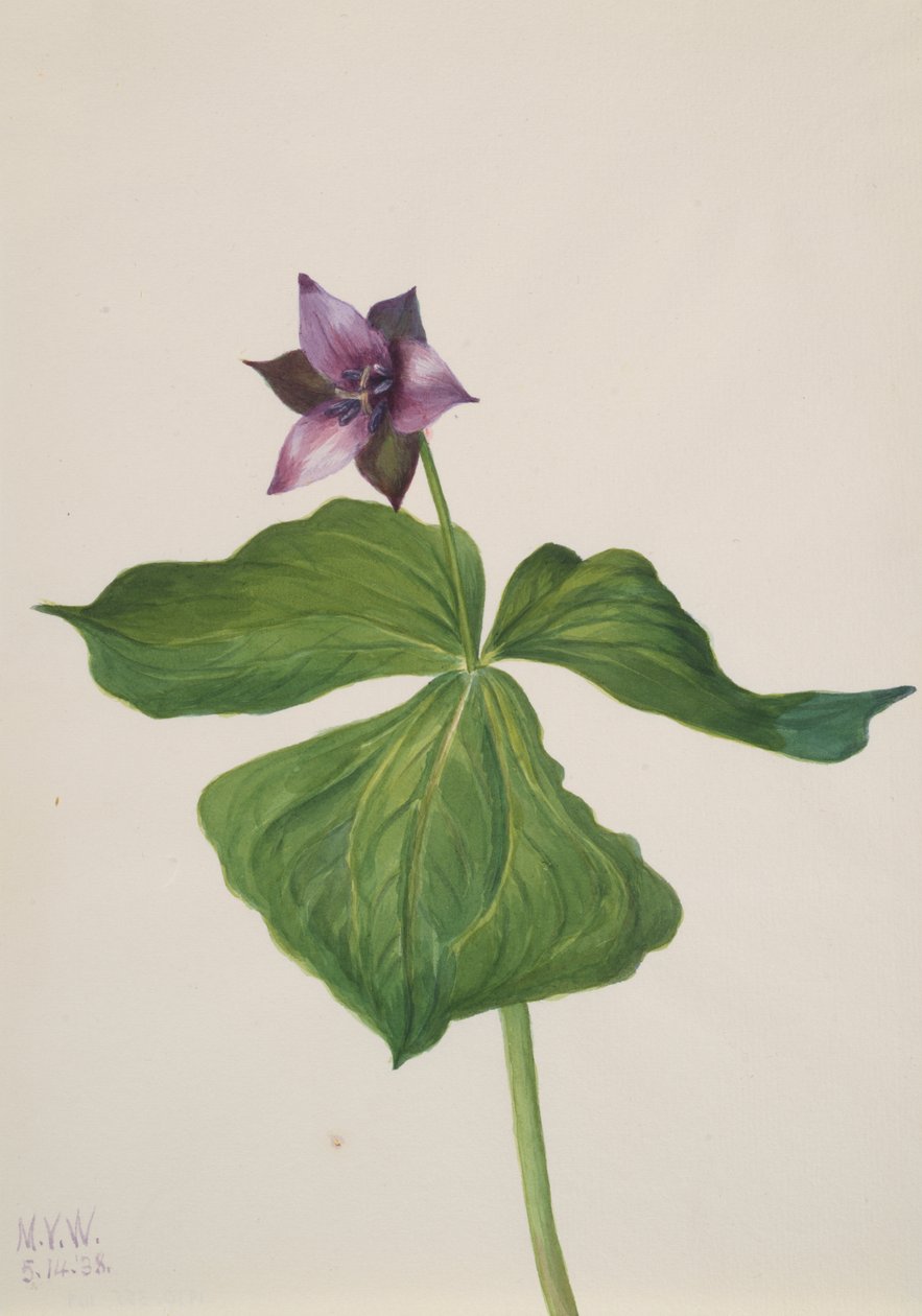 Trillium uppfört, 1938. av Mary Vaux Walcott