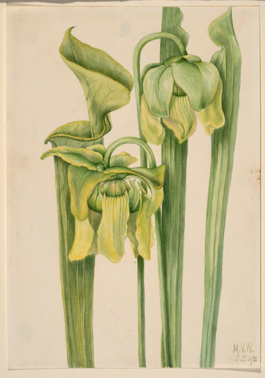 Trumpetblad (Sarracenia flava) av Mary Vaux Walcott