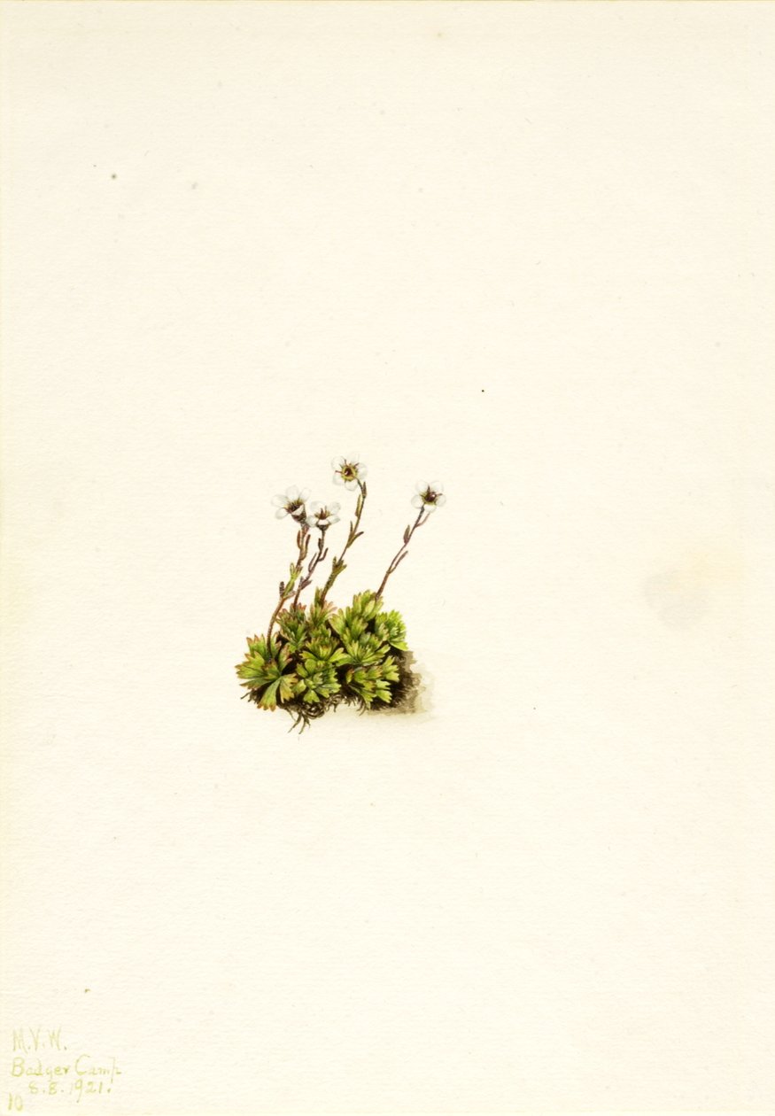 Tuftad saxifrage Saxifraga caespitosa, 1921. av Mary Vaux Walcott