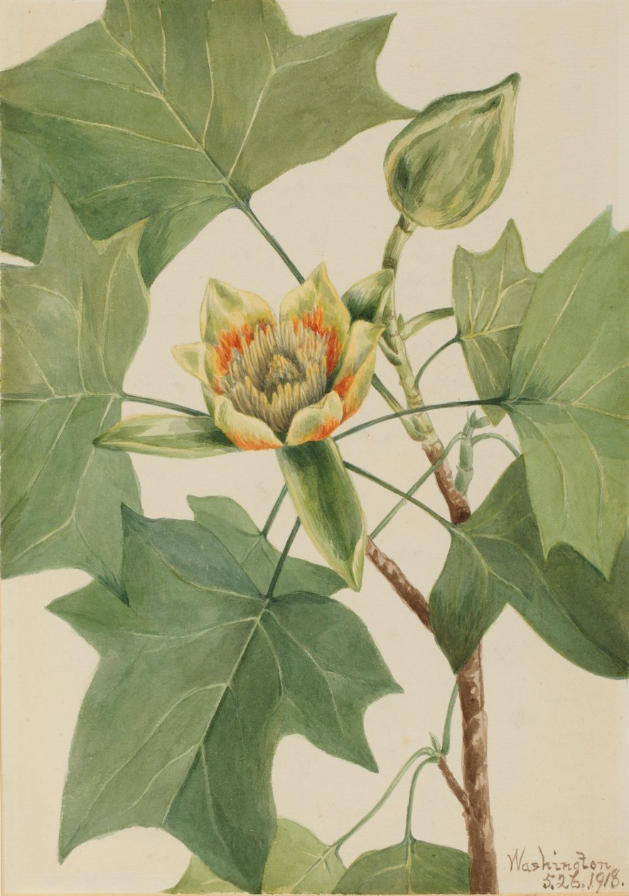 Tulpanträd (Liriodendron tulipifera) av Mary Vaux Walcott
