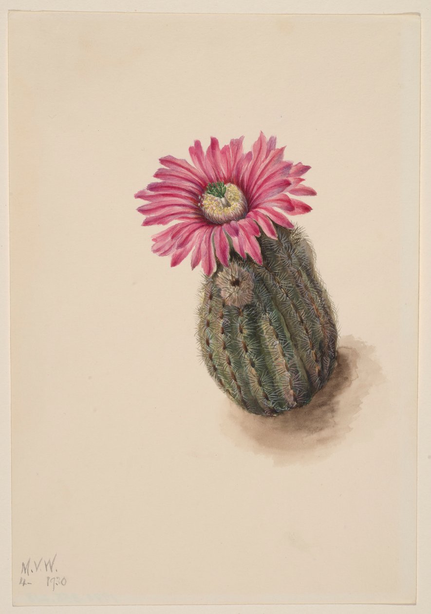 Kalkonhuvudkaktus (Echinocerus perbellus) av Mary Vaux Walcott