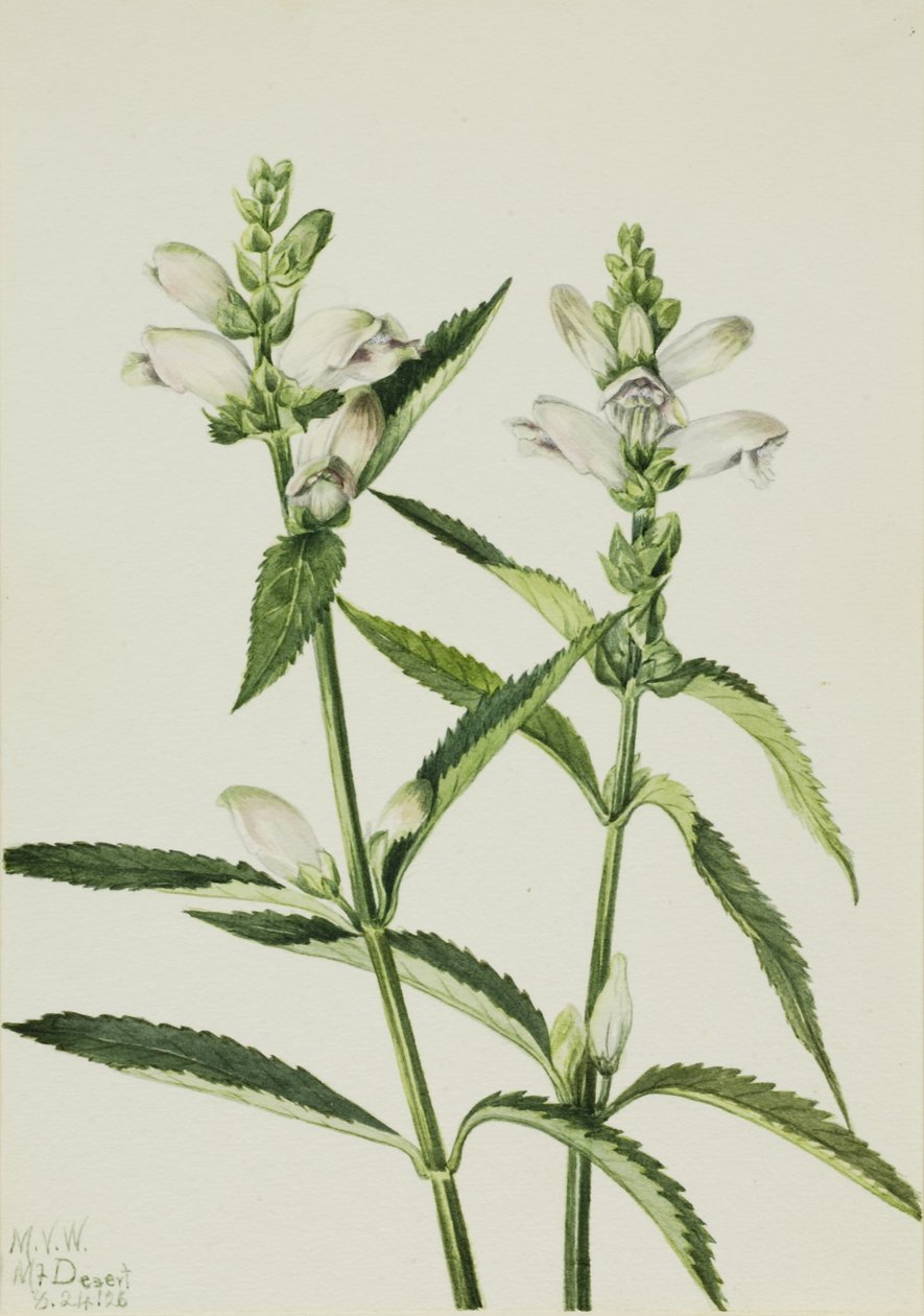Sköldpaddshuvud (Chelone glabra) av Mary Vaux Walcott