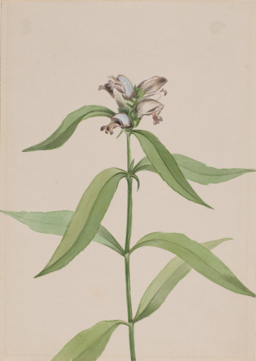 Sköldpaddshuvud (Chelone glabra) av Mary Vaux Walcott