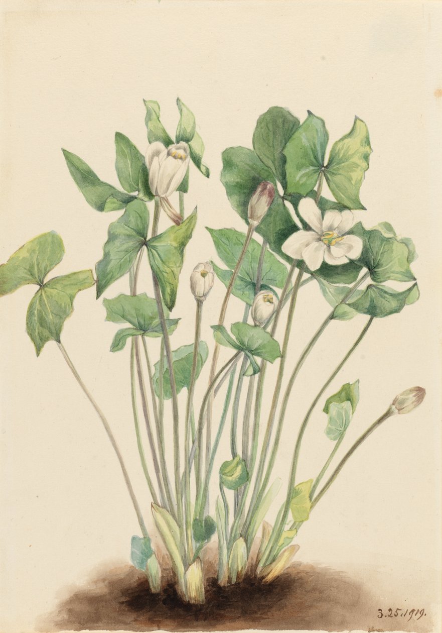 Tvåblad (Jeffersonia diphylla) av Mary Vaux Walcott