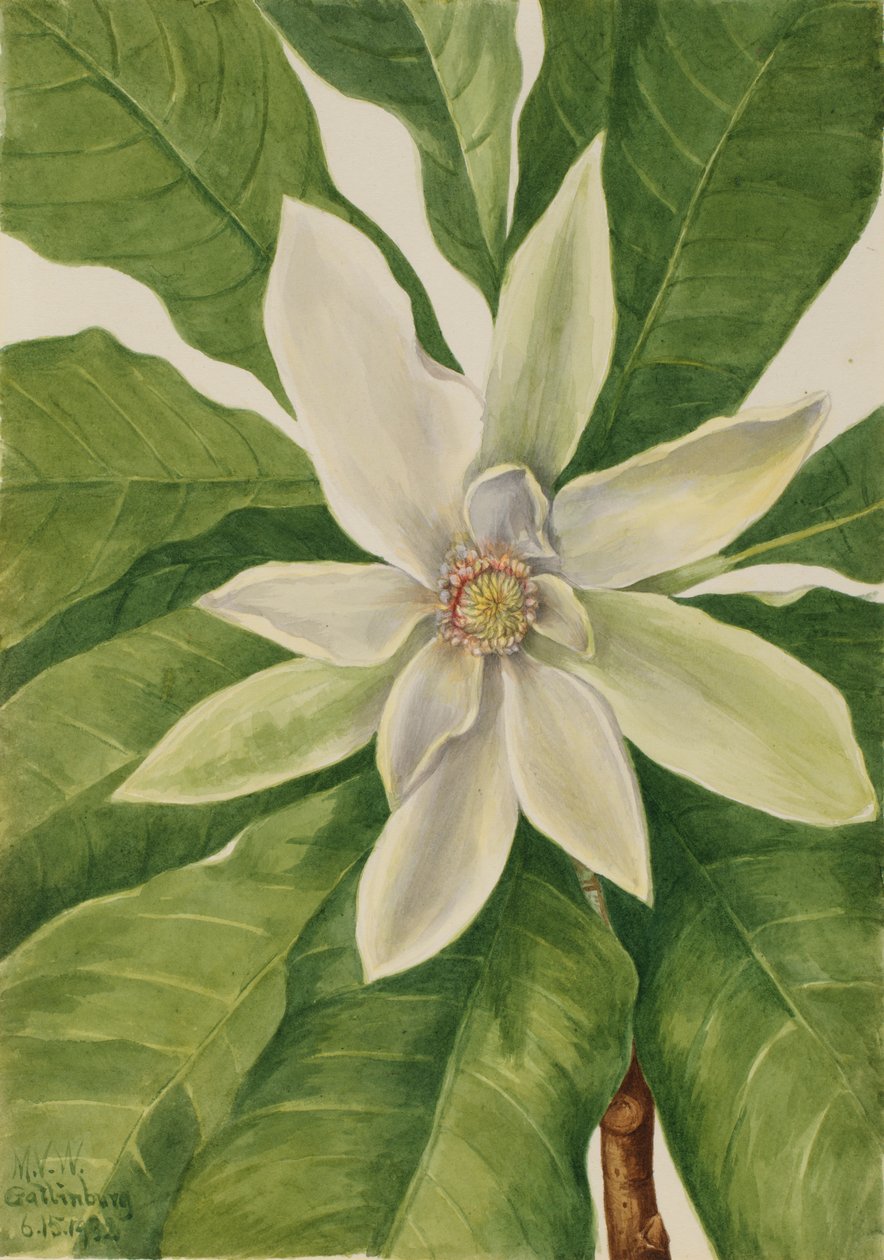 swedish av Mary Vaux Walcott