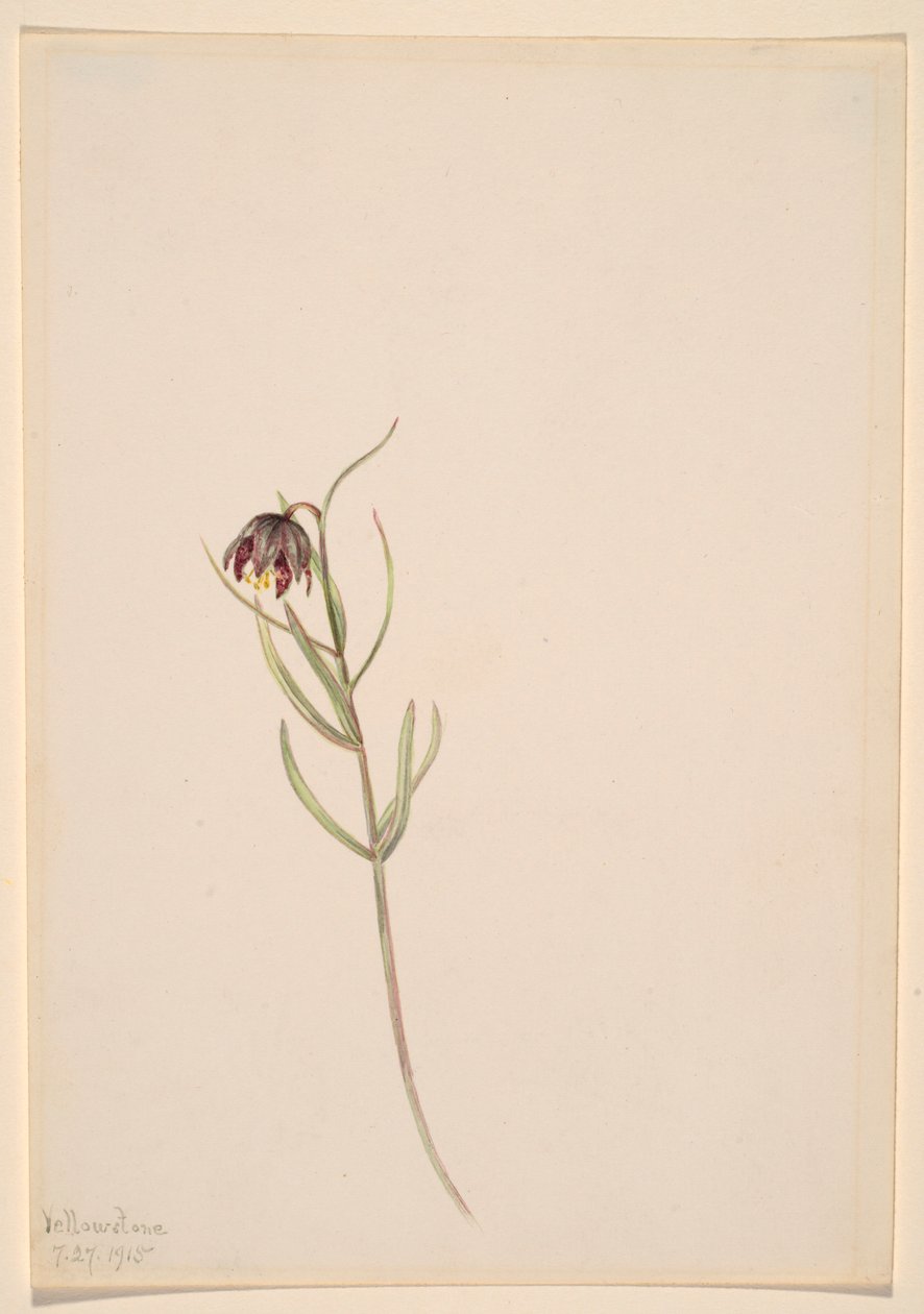 Utan titel--Blomststudie av Mary Vaux Walcott