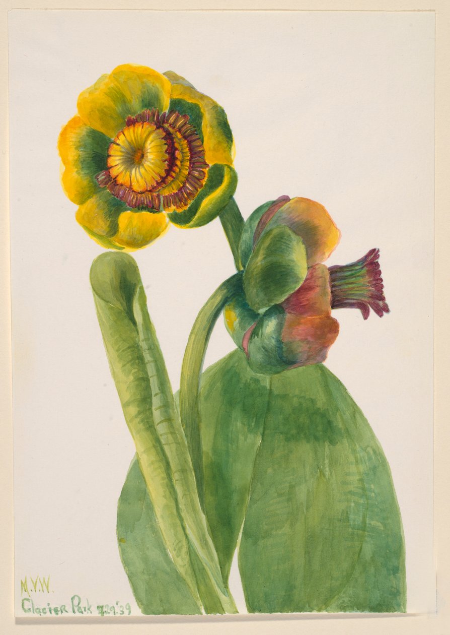 Utan titel--Blomststudie av Mary Vaux Walcott