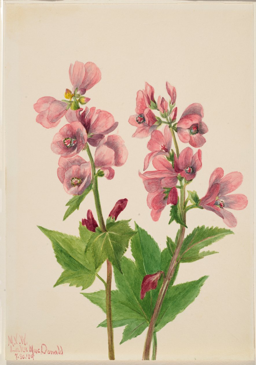 Utan titel--Blomststudie av Mary Vaux Walcott
