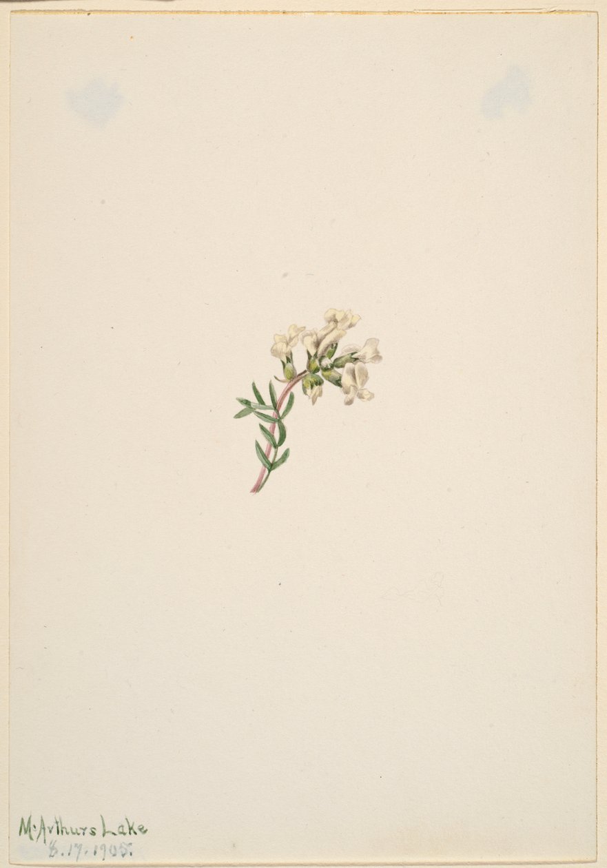 Utan titel--Blomststudie av Mary Vaux Walcott