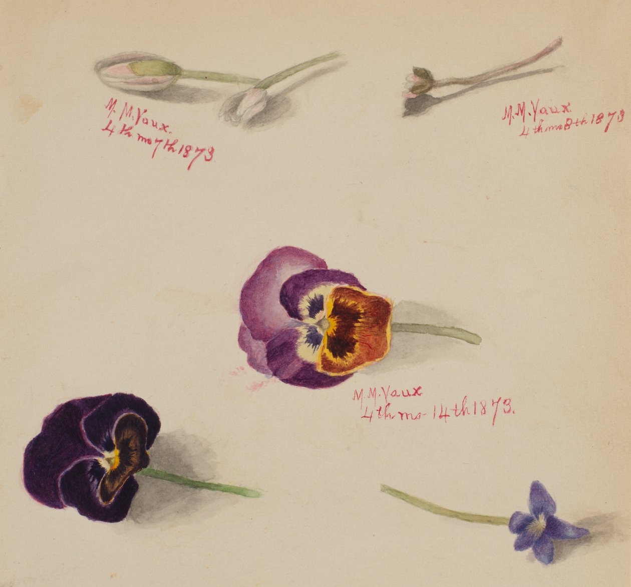 Untitled--Flower Study, 1873. av Mary Vaux Walcott