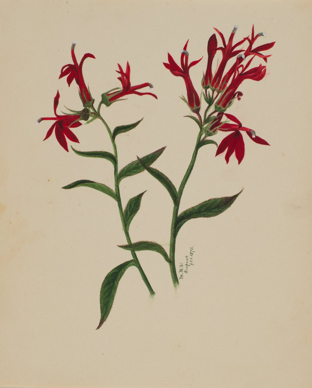 Untitled--Flower Study, 1876. av Mary Vaux Walcott