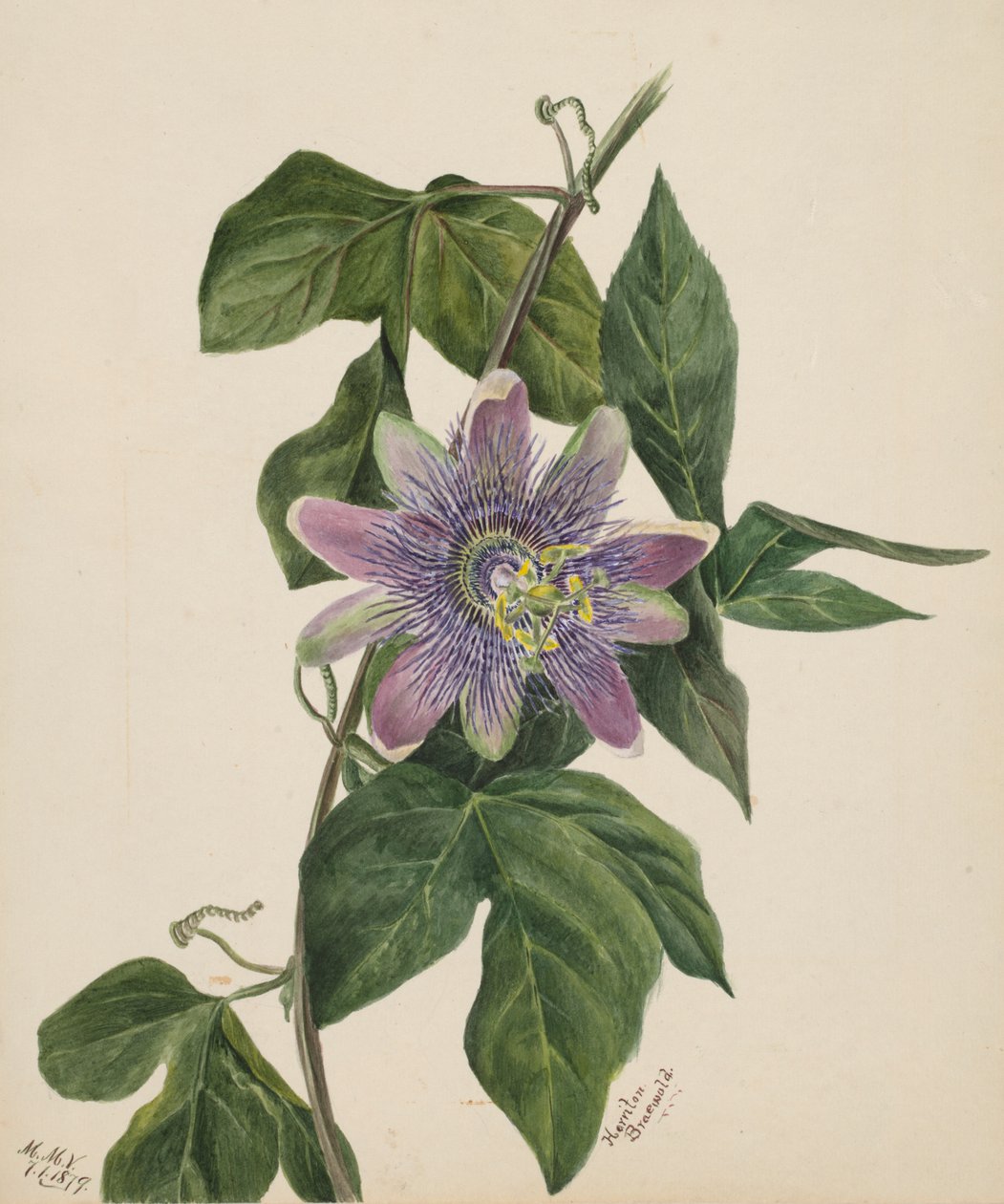 Untitled--Flower Study, 1879. av Mary Vaux Walcott