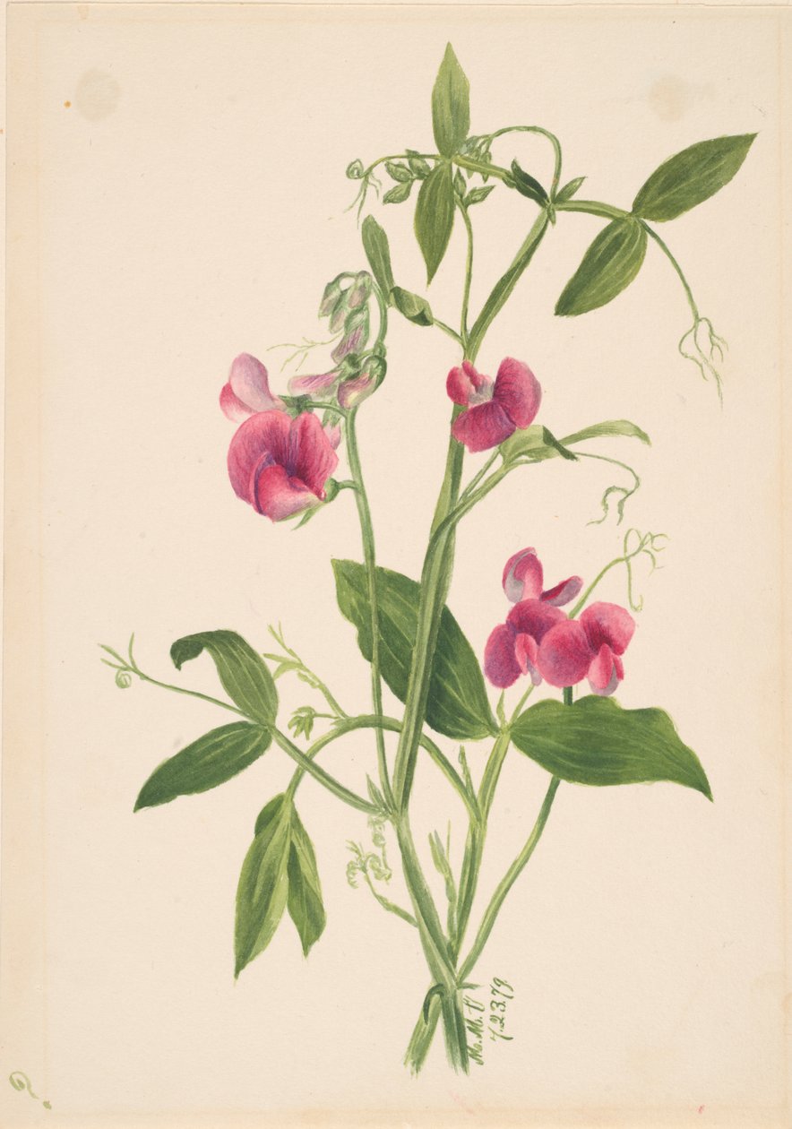 Untitled--Flower Study, 1879. av Mary Vaux Walcott