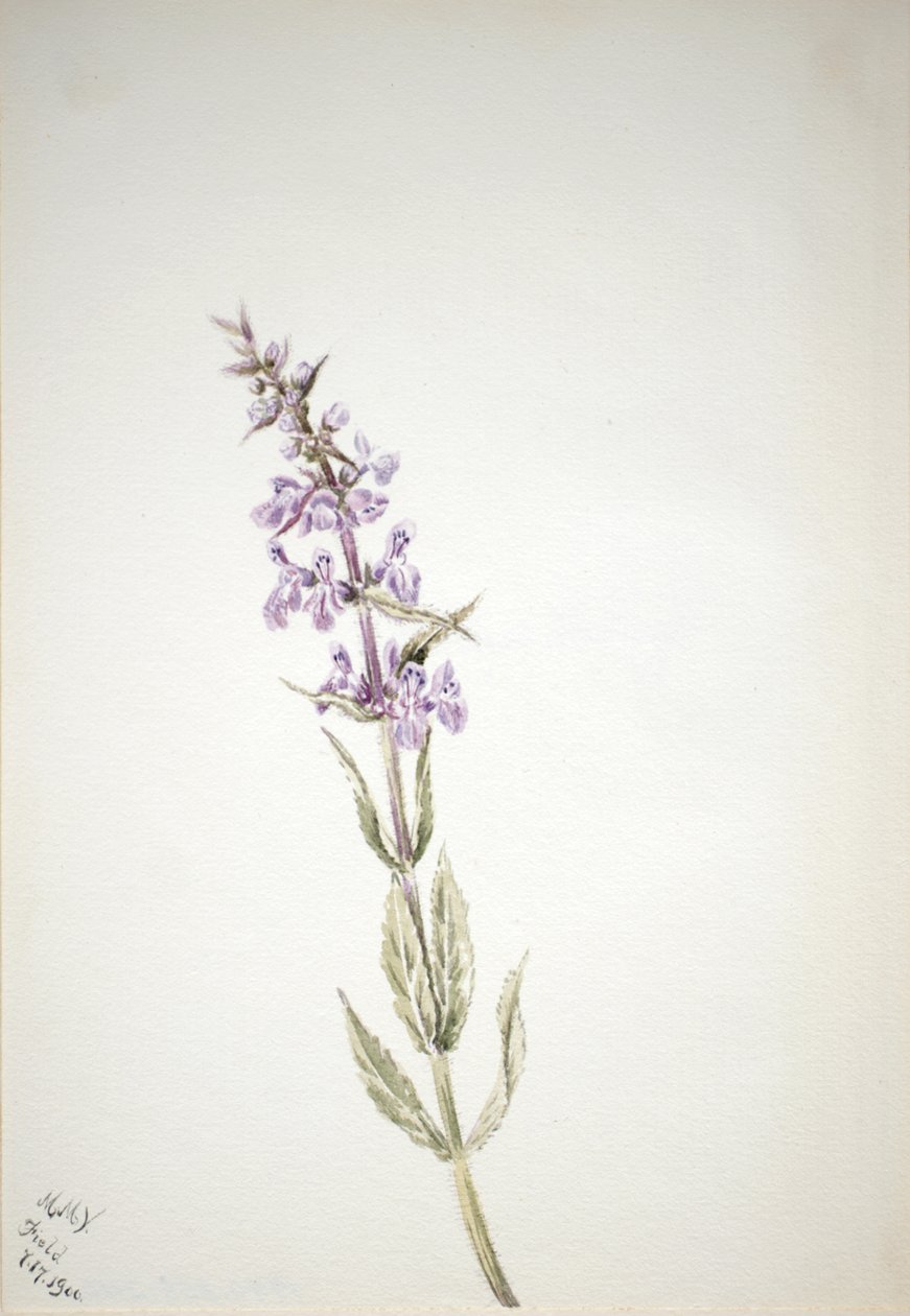 Untitled--Flower Study, 1900. av Mary Vaux Walcott
