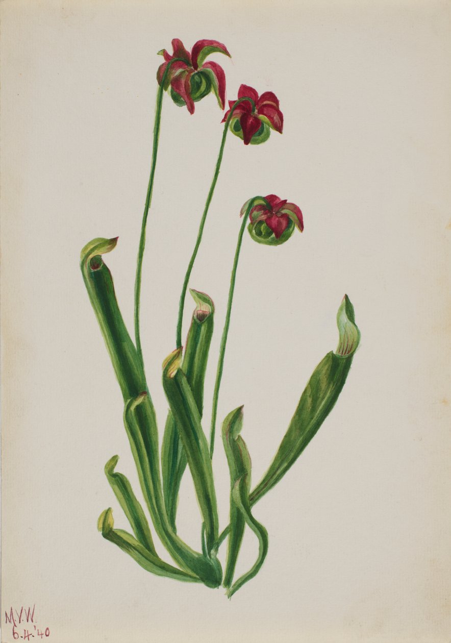 Untitled--Flower Study, 1940. av Mary Vaux Walcott