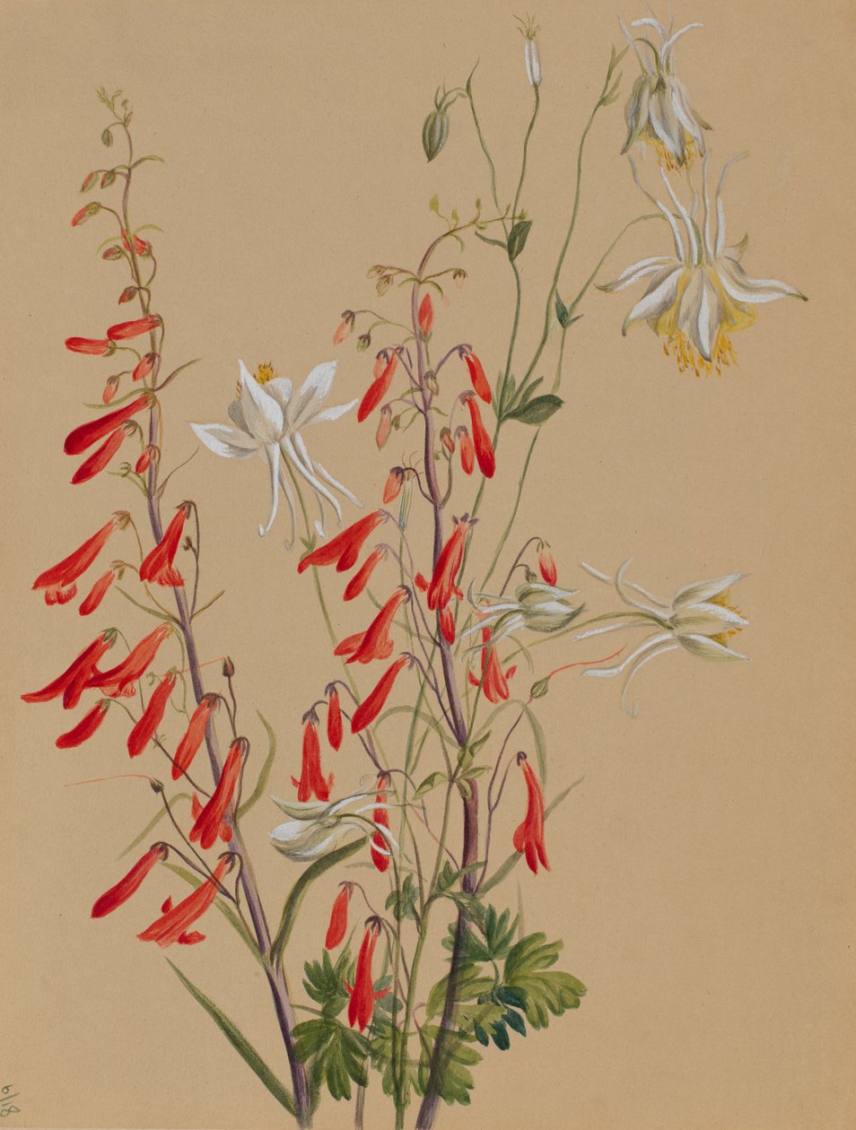 Untitled--Flower Study, ca. 1883-1900. av Mary Vaux Walcott