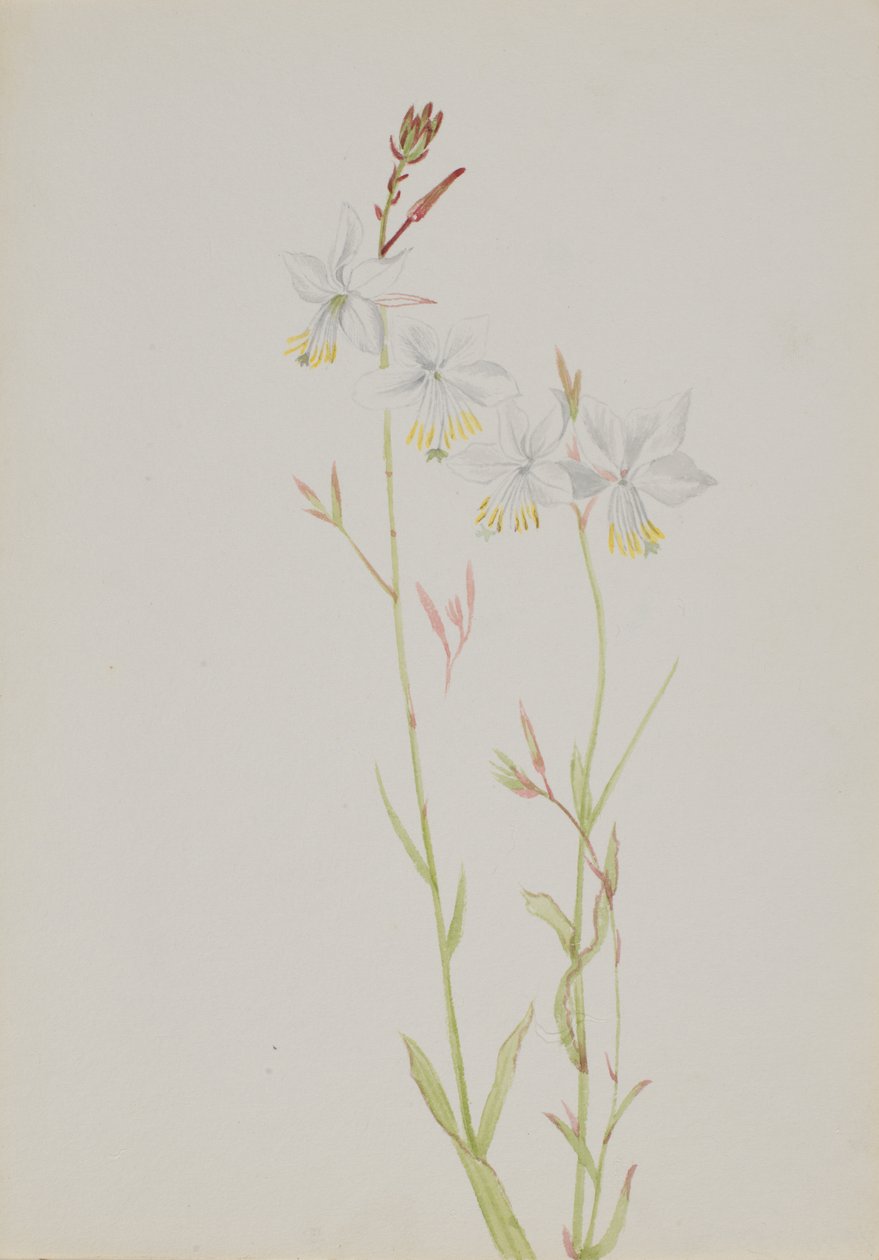 Untitled--Flower Study, n.d. av Mary Vaux Walcott