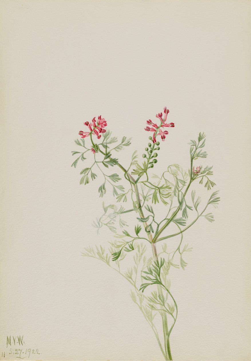 Utan titel - växtstudie av Mary Vaux Walcott