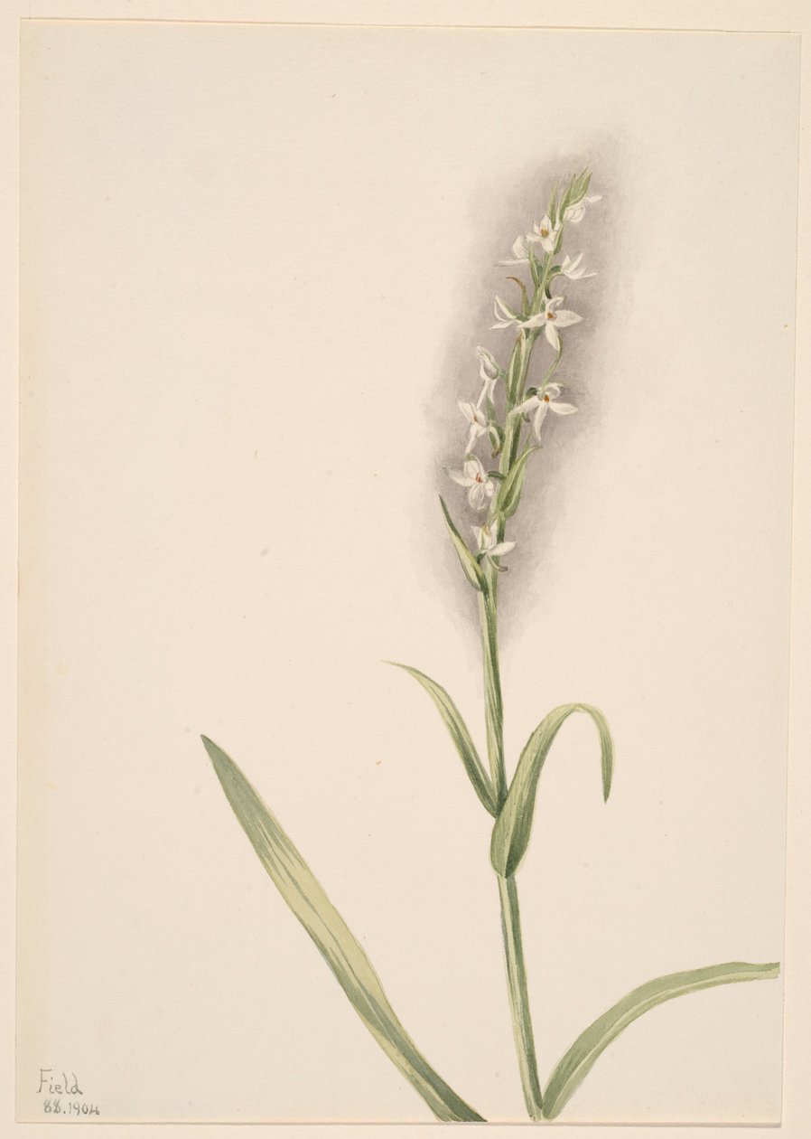Utan titel - växtstudie av Mary Vaux Walcott