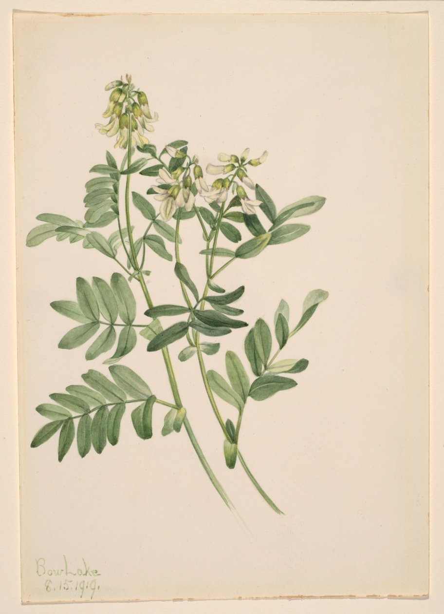 Utan titel - växtstudie av Mary Vaux Walcott