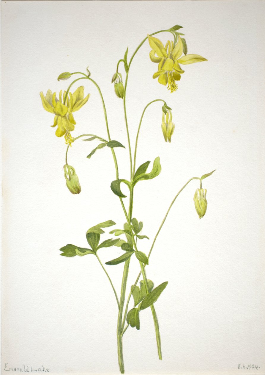 Untitled--Plant Study, 1904. av Mary Vaux Walcott