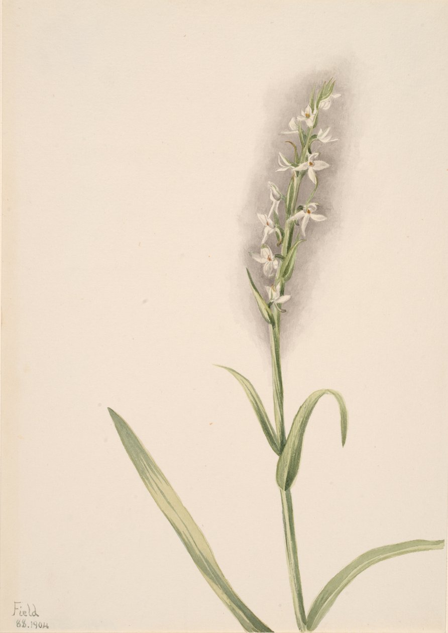 Untitled--Plant Study, 1904. av Mary Vaux Walcott