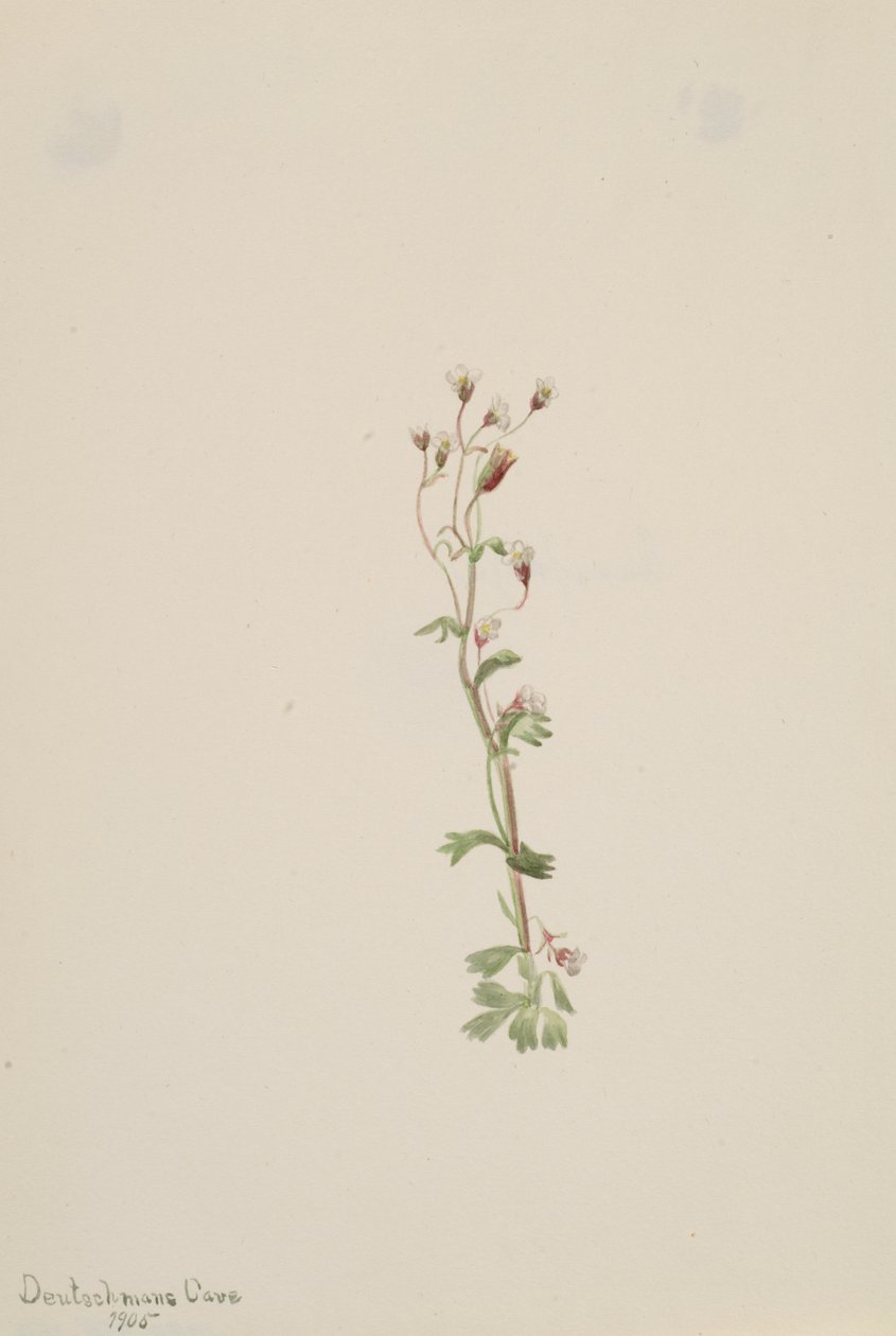 Untitled--Plant Study, 1905. av Mary Vaux Walcott