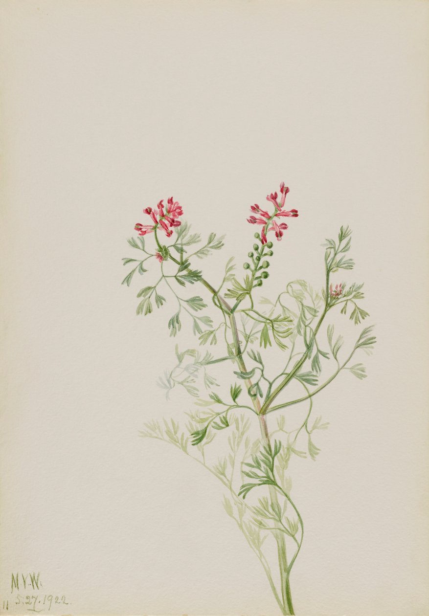 Untitled--Plant Study, 1922. av Mary Vaux Walcott