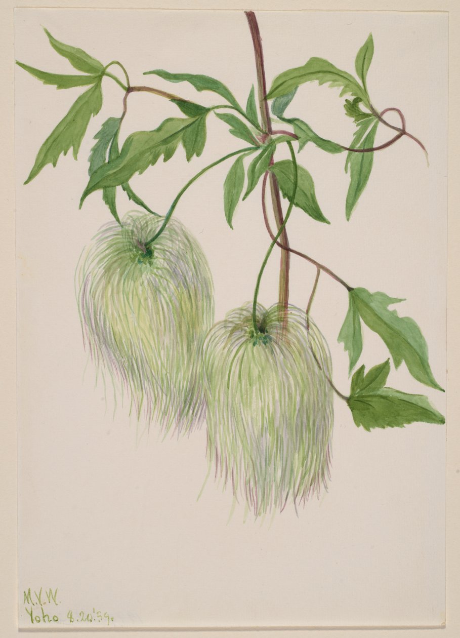 Untitled--Plant Study, 1939. av Mary Vaux Walcott