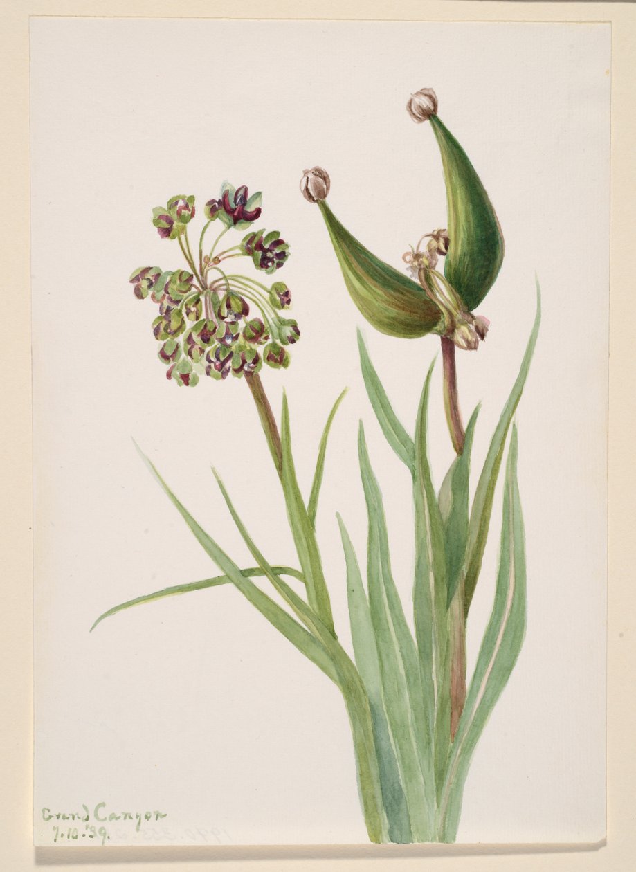 Untitled--Plant Study, 1939. av Mary Vaux Walcott