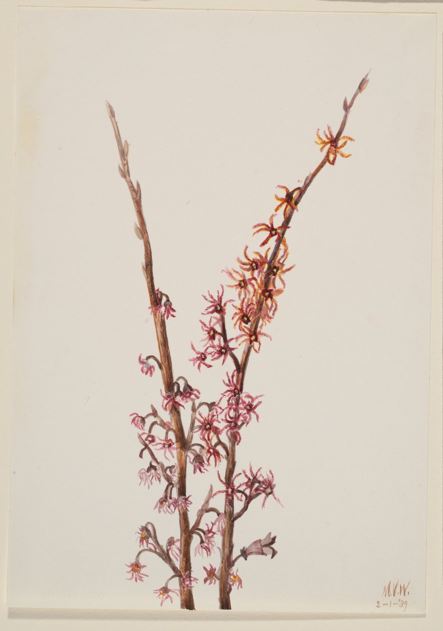 Untitled--Plant Study, 1939. av Mary Vaux Walcott