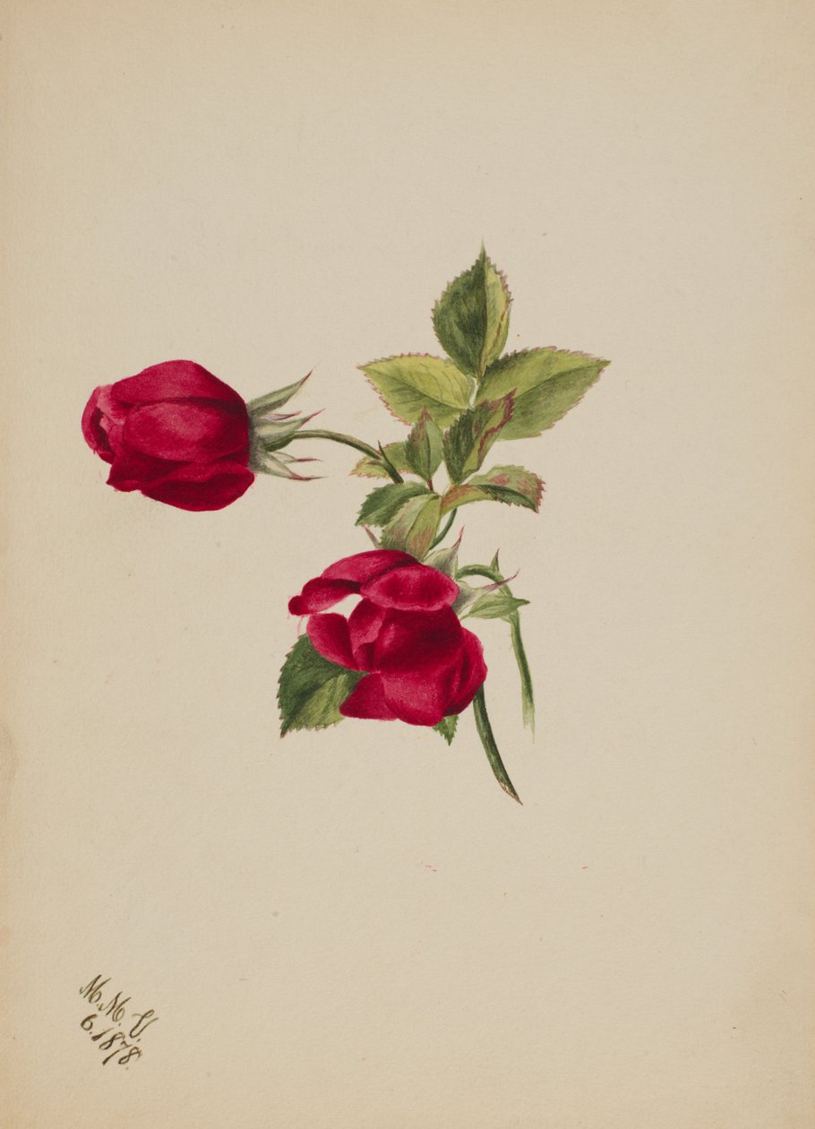 Utan titel--Rose, 1878. av Mary Vaux Walcott