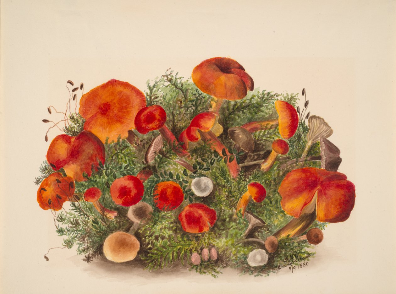 Untitled--Study of Mushrooms, 1880. av Mary Vaux Walcott